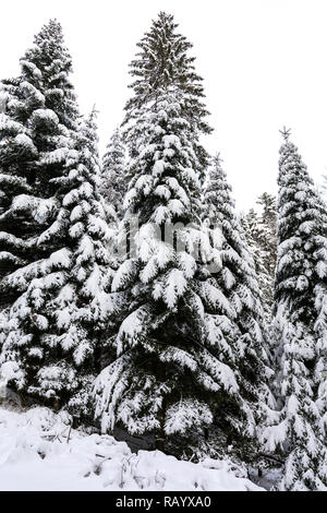 Winter landscape - high and snowy spruce trees in a deep forest Stock Photo
