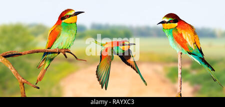 Paradise colored birds sit on the branches and fly on a spring day , wild nature Stock Photo