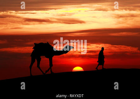 Walking with camel through Thar Desert in India, Show silhouette and dramatic sky Stock Photo