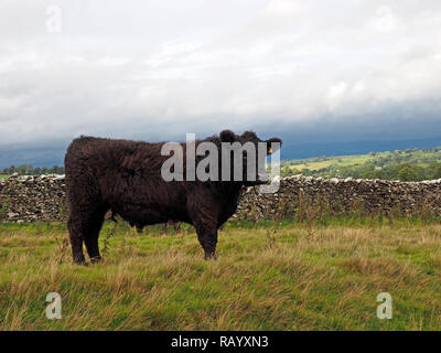 young Welsh black bullock bred for beef standing beside dry-stone wall with clouds shrouding the Northern Pennines in Cumbria, England, UK Stock Photo