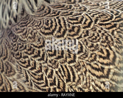 patterns in the detail of hen Brahma chicken plumage at a local show in Cumbria, England, UK Stock Photo
