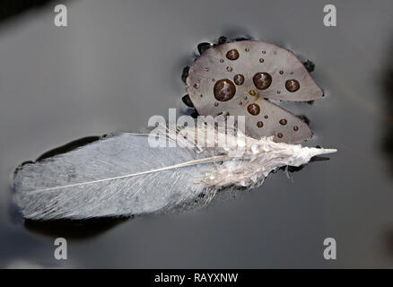 monochrome image of grey feather floating on surface of lilypond with water droplets on surface of a miniature lilypad Cumbria, England, UK Stock Photo