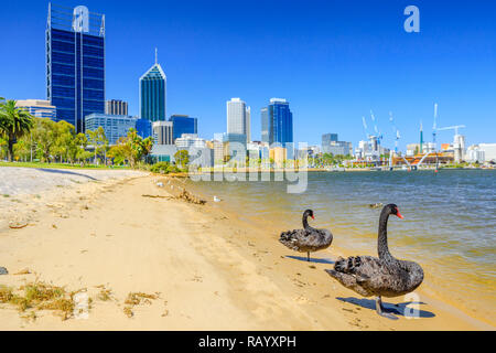 Couple of Black Swans on the Swan River in Perth Bay. In the background Perth Downtown with its modern skyscrapers, Western Australia. Summer season in a beautiful day. Stock Photo