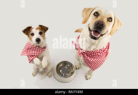 TWO DOGS BEGGING FOOD. LABRADOR AND JACK RUSSELL WAITING FOR EAT WITH A EMPTY BOWL. STANDING ON TWO LEGS. DRESSED WITH RED CHECKERED NAPKING NECK BAND Stock Photo