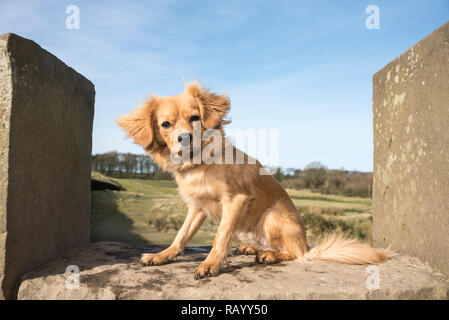 are cavapom noisy