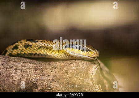 A beauty rat snake Orthriophis taeniurus lies on wood with his head on top Stock Photo