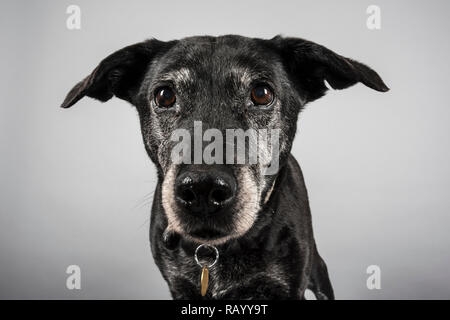 Portrait of a pet dog in the UK Stock Photo