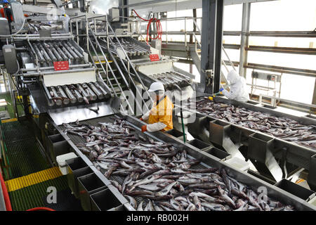 Employees at a fish plant inspecting whole Alaska pollock fish moving on conveyor belts, in Dutch Harbor, Unalaska Island, Alaska, United States. Stock Photo