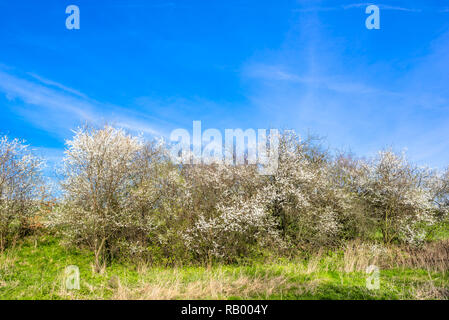 Blossoms on trees in spring landscape and blue sky Stock Photo