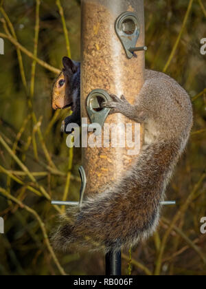 Grey Squirrel stealing from bird feeder in garden Stock Photo