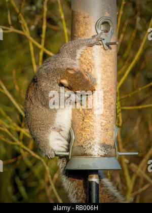 Grey Squirrel stealing from bird feeder in garden Stock Photo