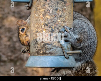 Grey Squirrel stealing from bird feeder in garden Stock Photo