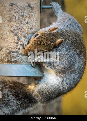 Grey Squirrel stealing from bird feeder in garden Stock Photo