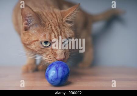 Ginger cat looking curious to a easter egg on the table. Stock Photo