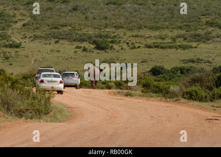 Game drive in Addo Elephant National Park with elephant walking next to cars, Eastern Cape, South Africa Stock Photo