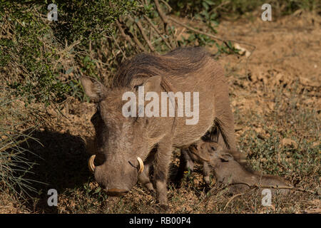 Warthog babies drink from mother at Addo Elephant National Park, Eastern Cape, South Africa Stock Photo