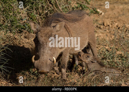 Warthog babies drink from mother at Addo Elephant National Park, Eastern Cape, South Africa Stock Photo