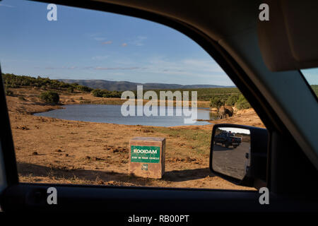 Lone elephant at Rooidam waterhole in Addo Elephant National Park, observed on a game drive from inside the car. Stock Photo