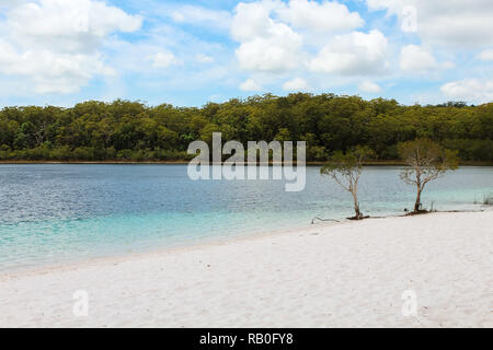 Famous two trees at Lake McKenzie on Fraser Island with crystal clear blue water during summer (Fraser Island, Queensland, Australia) Stock Photo