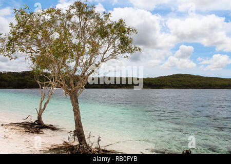 Close-up of famous two trees at Lake McKenzie on Fraser Island with crystal clear blue water during summer (Fraser Island, Queensland, Australia) Stock Photo