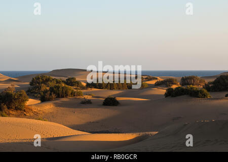 Long shadows on endless sand dunes with little bushes in the desert in front of the ocean at sunset (Dunas de Maspalomas, Gran Canaria, Spain, Europe) Stock Photo