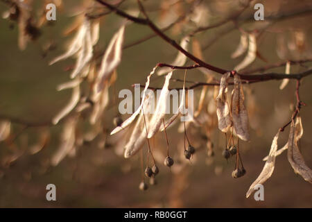 Linden tree twig Stock Photo