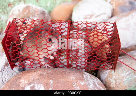 Mouse or rat trapped in a red cage, rat inside the mousetrap cage lying on stone Stock Photo