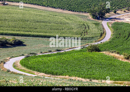 South Moravian fields the rural road between cornfields and vineyards, Czech Republic countryside Stock Photo