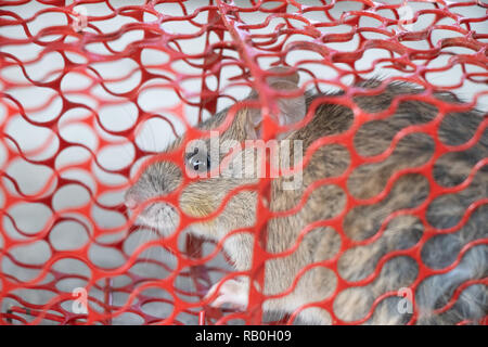 mouse or rat trapped in a red cage Stock Photo