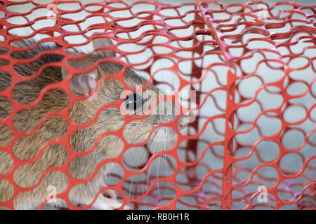 mouse or rat trapped in a red cage Stock Photo