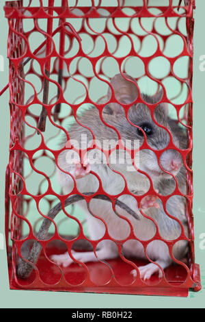 mouse or rat trapped in a red cage, Stock Photo
