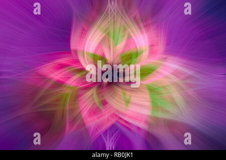 Symmetrical pink red yellow rose flower abstract, Purple background Stock Photo