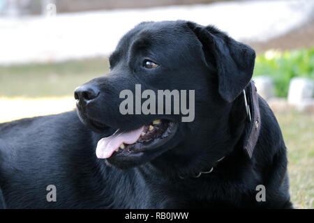 black labrador dog lonely setting in grass, looking something