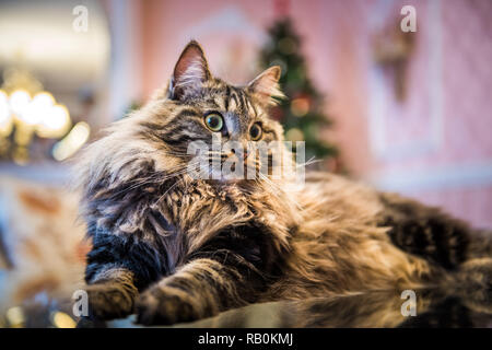 Norwegian forest cat portrait close up with big fluffy muzzle Stock Photo