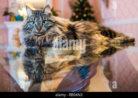 Norwegian forest fluffy cat portrait inside interior Stock Photo