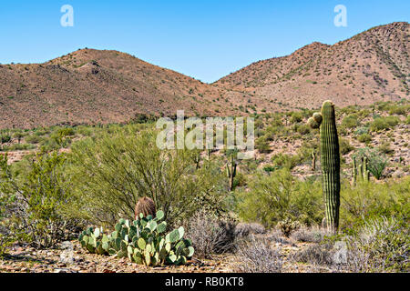 Prickly Pear, Barrel & Saguaro Cactus in desert Stock Photo