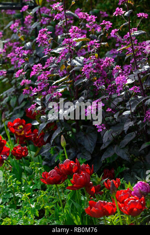 Lunaria annua Chedglow,annual honesty,purple honesty,red double tulip,tulips,dark,mix,mixed,combination,bed,border,gardens, spring,RM Floral Stock Photo