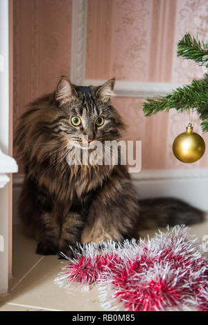 Funny Norwegian cat under Christmas tree on New Year. Cat plays with Christmas tree toys Stock Photo