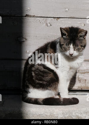 Cat enjoying the sun to take a nap in Luberon Stock Photo