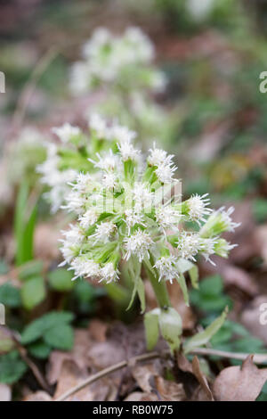 Petasites albus flowers. Stock Photo