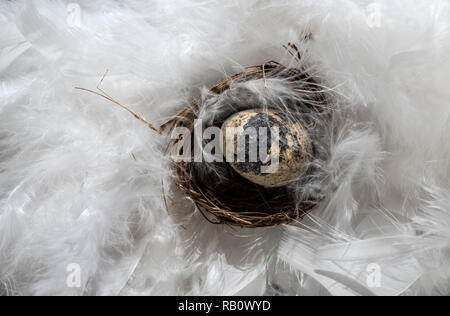 Small brown eggs on feather background. Easter conception with shape of rabbits on eggs. Stock Photo