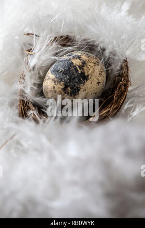 Small brown eggs on feather background. Easter conception with shape of rabbits on eggs. Stock Photo
