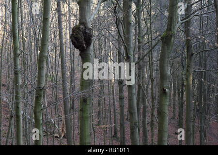 Beech tree forest with diseased tree with large growth Stock Photo