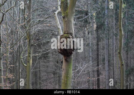 Beech tree forest with diseased tree with large growth Stock Photo