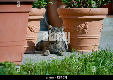Playful domestic cat lying on wooden bench with bent paws. Shot in backlight at sunset. Very shallow depth of field, focused on snout. Stock Photo