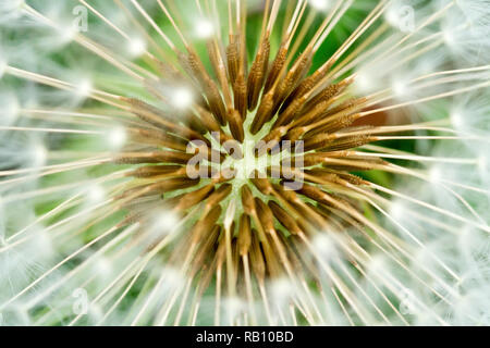 Dandelion seedhead (taraxacum officinale), close up of the very centre showing detail of the seeds. Stock Photo