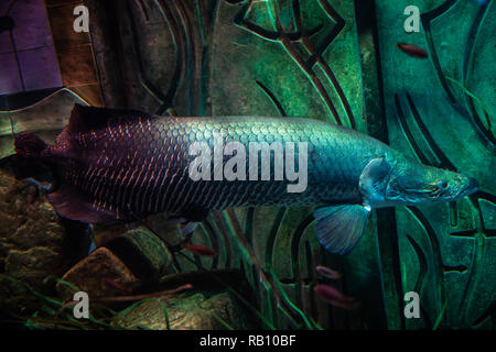 Arapaima gigas one of the largest fresh water fishes. Oceanarium Stock ...