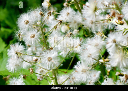 White Butterbur (petasites alba), close up of the tall seedheads the plant produces. Stock Photo