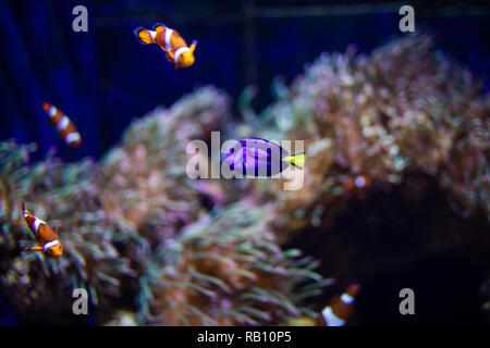 Orange clown fish with corals on aquarium in oceanarium.
