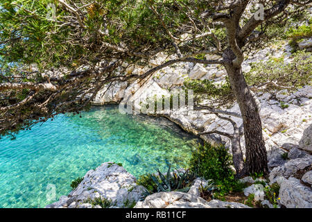 A small rocky inlet with turquoise water and stone pine tree in the calanque de Morgiou on the mediterranean shore near Marseille, France. Stock Photo